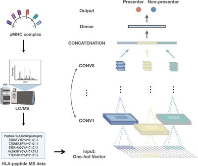 Improvement of Neoantigen Identification Through Convolution Neural Network